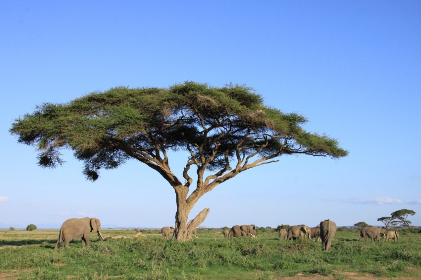 Wildlife landscape with elephants